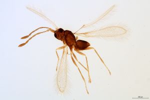 acutipennis  Soyka Htype 0.jpg