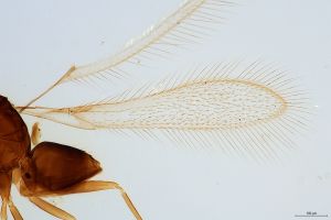 acutipennis Htype 0-1.jpg