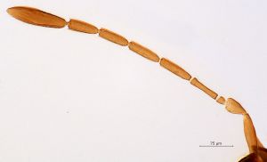 acutipennis Htype 0-3.png