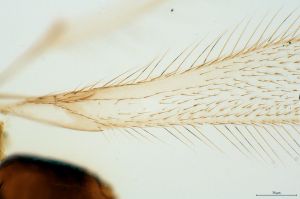 acutipennis Htype 0-5.png