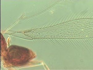 acutipennis Htype 1.jpg