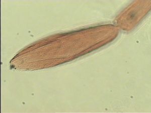 acutipennis Htype 11.jpg