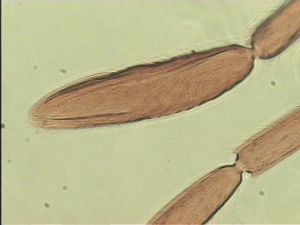 acutipennis Htype 12.jpg