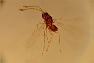acutipennis Htype 13.jpg