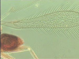 acutipennis Htype 2.jpg