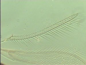 acutipennis Htype 5.jpg