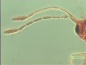 acutipennis Htype 6.jpg