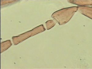 acutipennis Htype 8.jpg