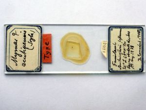 acutipennis Htype s.JPG