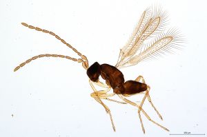 angustipennis  Debauche Atype 0.jpg