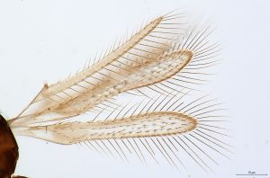 angustipennis Atype 0-1.jpg