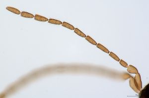 angustipennis Atype 0-2.jpg