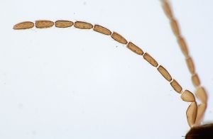 angustipennis Atype 0-3.jpg