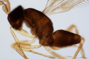 angustipennis Atype 0-5.jpg