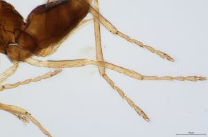 angustipennis Atype 0-6.jpg