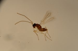 angustipennis Atype 1.jpg