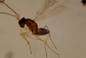 angustipennis Atype 2.jpg