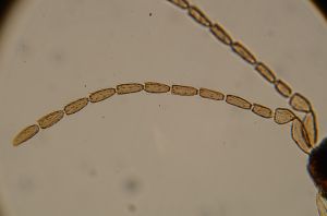 angustipennis Atype 3.jpg