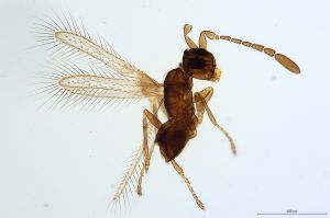 angustipennis Debauche Htype 0.jpg