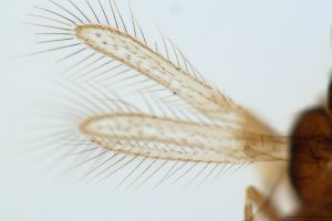 angustipennis Htype 0-1-2.jpg