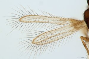 angustipennis Htype 0-1.jpg