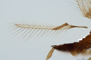 angustipennis Htype 0-2-1.jpg
