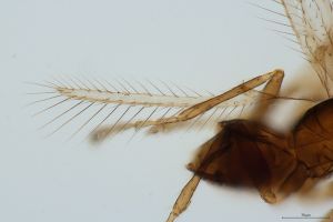 angustipennis Htype 0-2.jpg