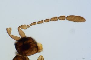 angustipennis Htype 0-3.jpg