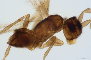 angustipennis Htype 0-4.jpg