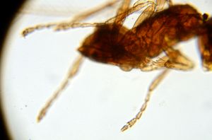 angustipennis Htype 0-5.png