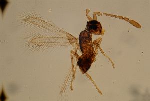 angustipennis Htype 10.jpg