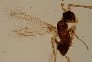 angustipennis Htype 11.jpg