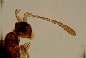 angustipennis Htype 12.jpg