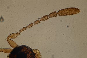 angustipennis Htype 13.jpg