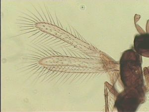 angustipennis Htype 2.jpg
