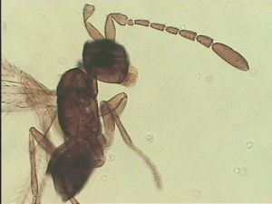 angustipennis Htype 3.jpg