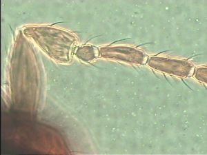 angustipennis Htype 4.jpg