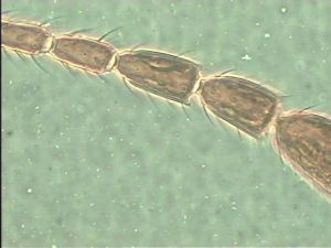 angustipennis Htype 5.jpg