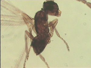 angustipennis Htype 7.jpg