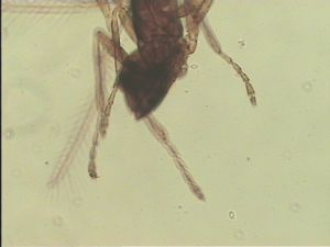 angustipennis Htype 8.jpg