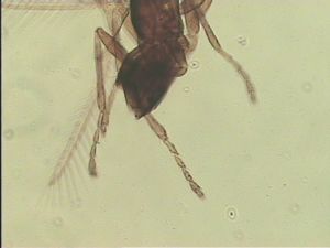 angustipennis Htype 9.jpg