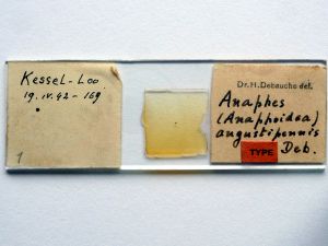 angustipennis Htype s.JPG