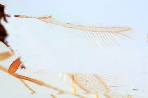 brevicornis Htype 0-2.png