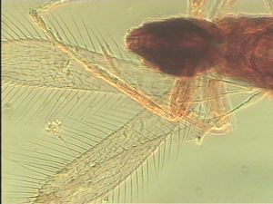 brevicornis Htype 1.jpg