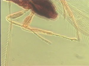 brevicornis Htype 11.jpg