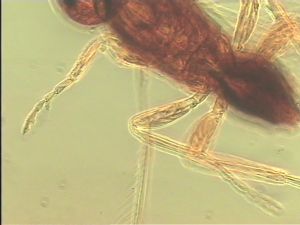 brevicornis Htype 12.jpg