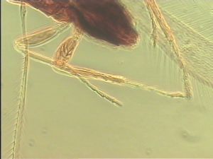 brevicornis Htype 13.jpg