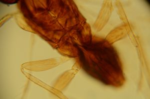 brevicornis Htype 14.jpg