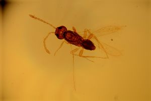 brevicornis Htype 16.jpg