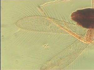 brevicornis Htype 2.jpg